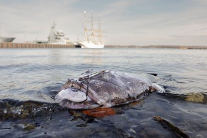 Seltener Fund: Toter Anglerfisch in der Kieler Bucht