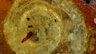 Behaarte Schnecke in Bernstein – Museum stellt Fossilien und Dinosaurier aus