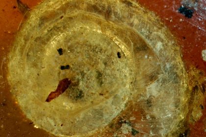 Behaarte Schnecke in Bernstein – Museum stellt Fossilien und Dinosaurier aus