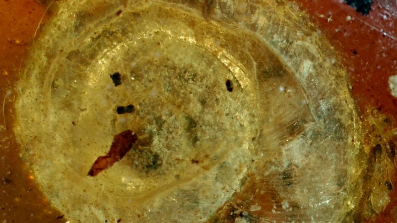 Die fossile Schnecke wurde auf den Namen «Archaeocyclotus brevivillosus» getauft. Besonders auffällig ist ihr mit kurzen und borstigen Haaren bedecktes Haus.