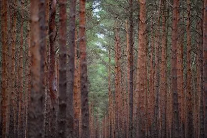 Wald zwar nicht „praktisch verschwunden“ – Zustand jedoch besorgniserregend
