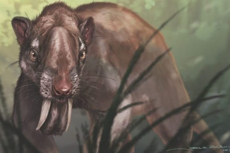 Eine Rekonstruktion des Thylacosmilus atrox.
