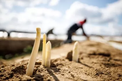 Zahl der Arbeitskräfte in der Landwirtschaft rückläufig