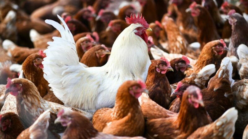Besorgnis nach Vogelgrippe-Fall in Texas: Übertragung zwischen Menschen bleibt aber unwahrscheinlich