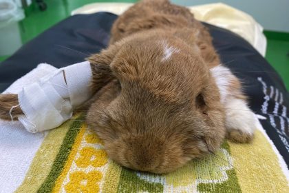 Tierarzt zu teuer: Besitzerin kastriert Kaninchen zu Hause – mit verheerenden Folgen