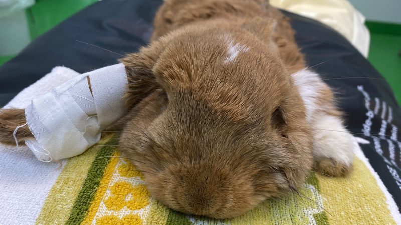 Tierarzt zu teuer: Besitzerin kastriert Kaninchen zu Hause – mit verheerenden Folgen