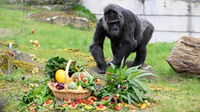 Gesundheit im Fokus: Älteste Gorilladame der Welt feiert 66. Geburtstag