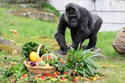 Gesundheit im Fokus: Älteste Gorilladame der Welt feiert 66. Geburtstag