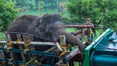 Elefant in Indien nach Tötung von sechs Menschen eingefangen