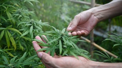 Richterbund kritisiert scharf den Gesetzentwurf zur Cannabis-Freigabe