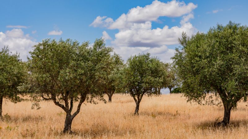 Dürre: Spanien bittet erneut um EU-Krisenhilfe für Landwirte