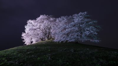 Kirschblüte bei der Nacht – von Barthold Hinrich Brockes