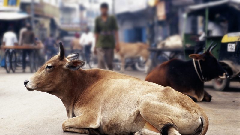 Indien: „Kuh-Bürgerwehren“ attackieren muslimische Viehhändler