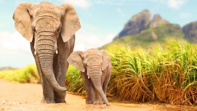 Südafrikas Energiepolitik: Elefanten und Windräder – eine gute Kombination?