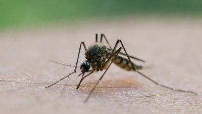 „Gute Startbedingungen“: Erste Stechmücken schlüpfen wieder
