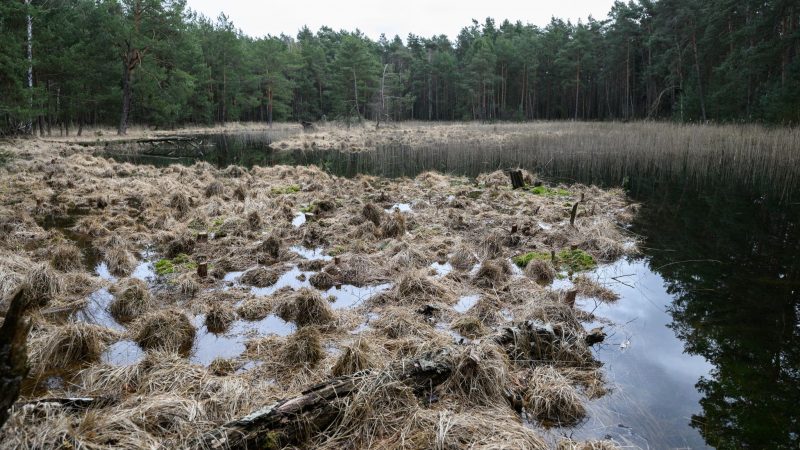 Das Gelände in der Naturerbefläche Daubaner Wald in Sachsen wird Teil einer Moorrenaturierung. Die Vernässungsprojekte wurden im Auftrag der Deutschen Bundesstiftung Umwelt (DBU) durchgeführt.