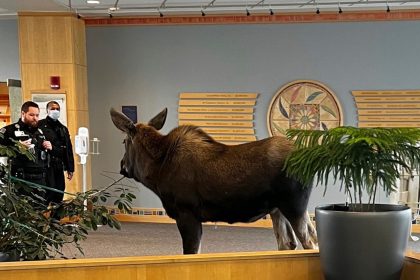 Ohne Termin: Elch in Alaska im Krankenhaus aufgetaucht