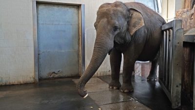 Berliner Elefantenkuh kann Banane mit dem Rüssel schälen