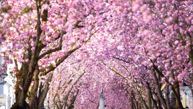 Die römische Jupitersäule steht unter blühenden japanischen Blütenkirschbäumen in der Bonner Altstadt.