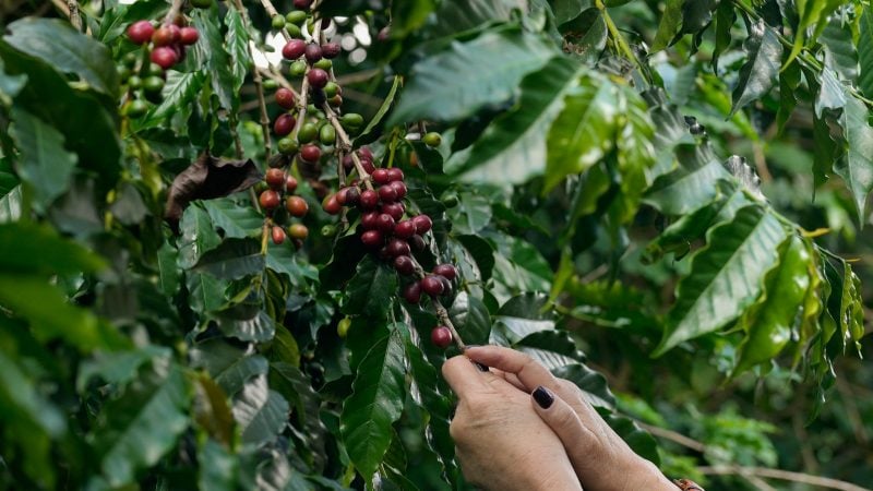 Kaffeebeeren werden auf der Plantage des Biologischen Instituts geerntet.