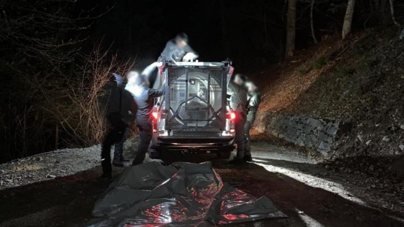 Mitarbeiter des Trentiner Forstkorps bereiten den Transport der Bärin JJ4, die in der Nacht mit Hilfe einer großen Rohrfalle gefasst wurde, in ein Wildreservat vor.