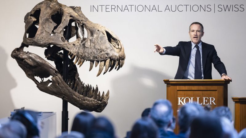 Cyril Koller, Geschäftsleiter des Auktionshauses Koller, gestikuliert neben dem Kopf eines T-Rex-Skeletts während einer Auktion des Auktionshauses Koller.