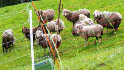 Schafe stehen auf einer Bergweide oberhalb der grenznahen Ortschaft Oberaudorf im Landkreis Rosenheim hinter einem Elektrozaun. In der unmittelbaren Umgebung waren zuvor mehrere Schafe von einem Bären gerissen worden.
