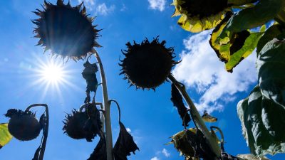 Vertrocknete Sonnenblumen auf einem Feld. Das sich anbahnende Wetterphänomen El Niño verheißt nach Einschätzung von Experten nichts Gutes in Sachen Temperaturrekorde.
