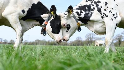 Dänemarks Regierung will Methan-Ausstoß von Kühen besteuern