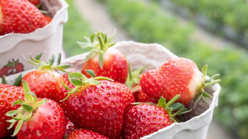 Mit den ersten hessischen Erdbeeren der Saison startet die Erdbeerzeit - und damit hoffentlich auch bald der Frühling in Deutschland.