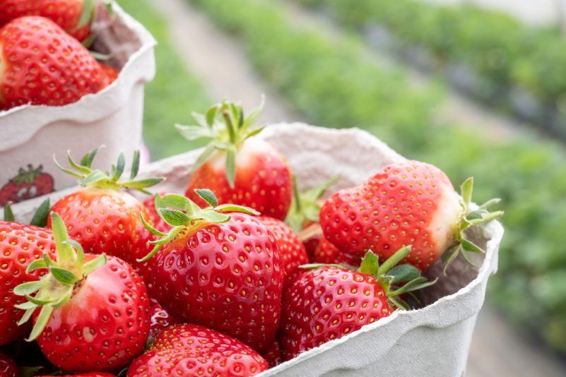 Mit den ersten hessischen Erdbeeren der Saison startet die Erdbeerzeit - und damit hoffentlich auch bald der Frühling in Deutschland.