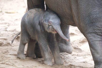 Wieder Elefant im Leipziger Zoo geboren