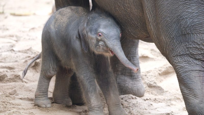 Ein noch namenloses Elefantenbaby steht im Zoo bei der Herde. Leitkuh Kewa hat am frühen Samstagmorgen eine Tochter zur Welt gebracht.