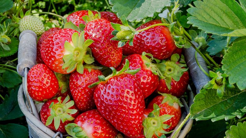 Erdbeeren sind reich an Vitaminen, Mineralien und Polyphenolen.