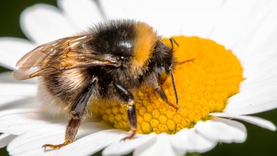Wildbienen: Unverzichtbare Bestäuber