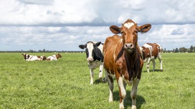 Niederländische Regierung will Vieh-Obergrenze von nur 2 bis 3 Kühen pro Hektar Grünland – Suizide der Bauern steigen