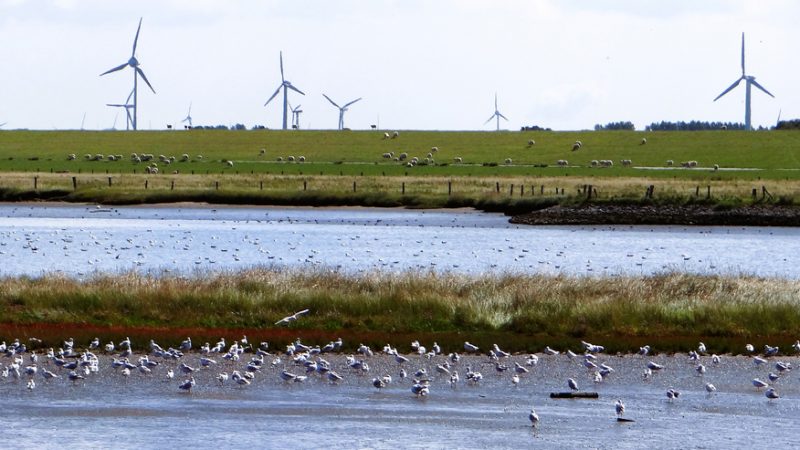 Vögel und Windräder müssen sich nicht nur in der Nordsee den Luftraum teilen.