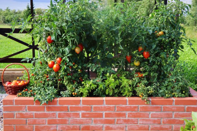 Tomaten und Kräuter sind gute Freunde