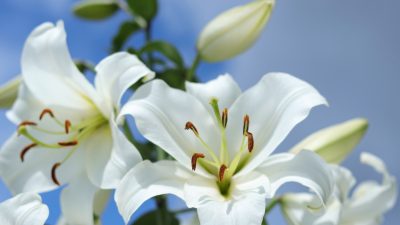 Die weißen, stillen Lilien – von Anna Esser