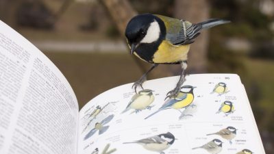 Stunde der Gartenvögel: Vögel zählen für die Wissenschaft