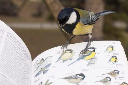 Stunde der Gartenvögel: Vögel zählen für die Wissenschaft