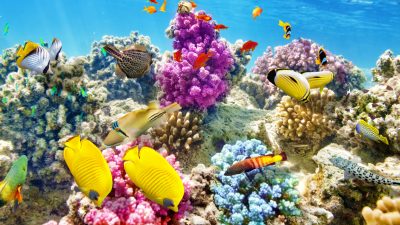 Korallen in geringen Wassertiefen sind durch künstliches Licht gefährdet.