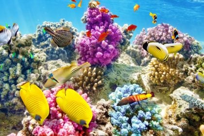 Korallen in geringen Wassertiefen sind durch künstliches Licht gefährdet.