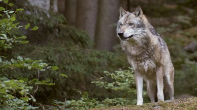 Bauernverband kritisiert Umweltministerin Lemke beim Thema Wolf
