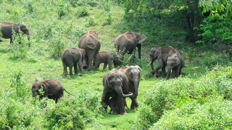 Eine Herde wilder Elefanten grast im südindischen Bundesstaat Kerala: Ein Tier machte hier immer wieder Probleme.
