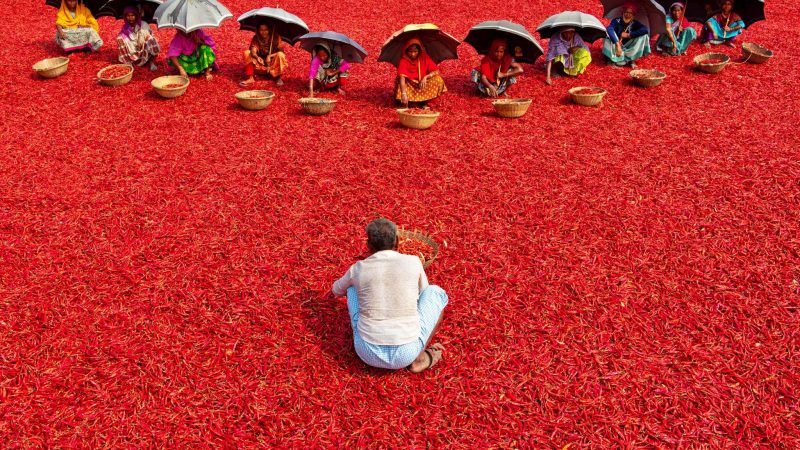 Arbeiter schützen sich unter Regenschirmen vor der sengenden Hitze, während sie mühsam einen roten Teppich aus Millionen von geernteten Chilischoten in Bogra, Bangladesch, durchforsten.