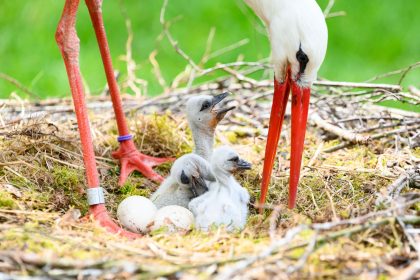 Kleiner flauschig-grauer Nachwuchs macht sich in vielen Storchennestern im Norden breit. Im Wildpark Eekholt ist in dieser Woche bereits das dritte Jungtier geschlüpft.