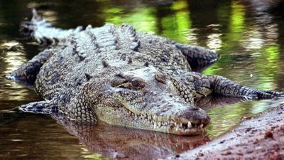 Krokodil terrorisiert Gemeinde – und landet im Kochtopf