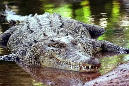 Krokodil terrorisiert Gemeinde – und landet im Kochtopf