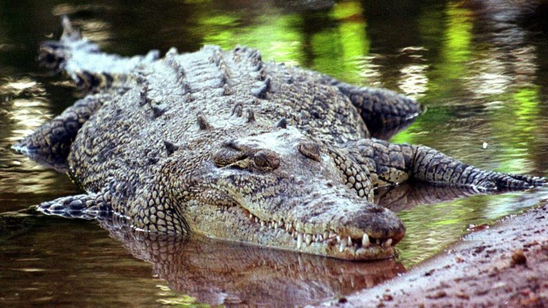 In Australien soll Künstliche Intelligenz in Zukunft Krokodilattacken verhindern.